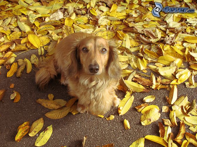 kokerspaniel na listoch 